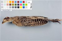 藏品(環頸雉)的圖片